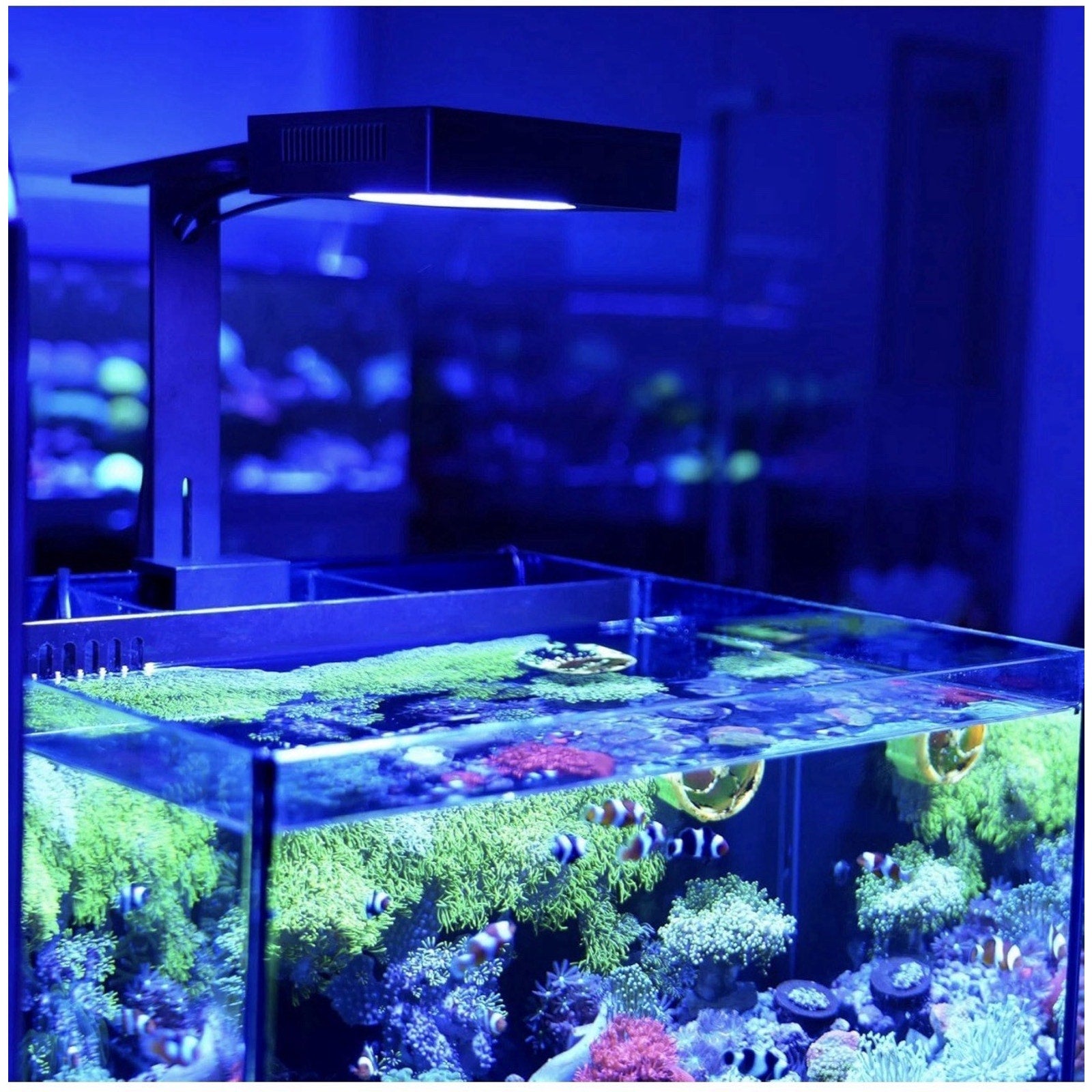 NICREW Navareef 65 Reef LED Light, 65W Reef Aquarium Lighting for Soft/Lps Corals